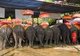 Thailand: Elephants await tourists at the Ayutthaya Historical Park