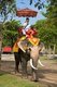 Thailand: Tourists on elephants in Ayutthaya Historical Park